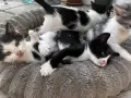 Подарявам малки котенца на 1 месец, снимка 5
