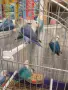 Топ Неразделки маскови , снимка 4
