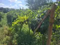Продавам грозде , снимка 2
