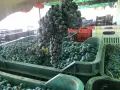 Грозде за вино и ракия, снимка 13