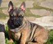 Френски булдог, снимка 1