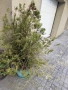 10 евро туи! Имаме 4 броя. Високи са 150 см.. , снимка 3