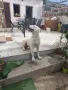 Алабай на 5 месеца , снимка 1