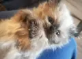 Персийски котетата, снимка 3