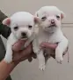 Мини чихуахуа уникални , снимка 4