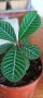 Плюеща палма Еуфорбия, снимка 1 - Стайни растения - 41536341