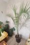 Голяма финикова палма и други цветя, снимка 1 - Стайни растения - 23823346