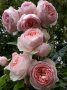 Роза 58, снимка 1 - Градински цветя и растения - 41902752