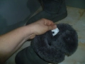 UGG оригинални ботуши №40, снимка 4