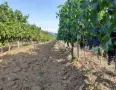 Продавам грозде сорт "МЕРЛО", снимка 5