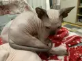 Канадски Сфинкс момиче, снимка 4
