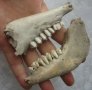 2 бр  Стара кост, кокал със зъби, челюст от животно, зъб