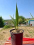 Палми от производител, снимка 10