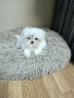 Мини малтийска болонка , снимка 5