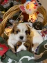 Малки кученца порода Кавалер Кинг Чарлз Шпаньол , снимка 2