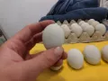 Оплодени яйца от Араукана, снимка 2