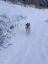 Чехословашки вълчак, снимка 15
