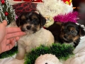 Мини йорки, снимка 3