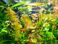 Аквариумни растения , имам и за езеро, снимка 16
