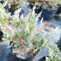 Хвойна Блу Чип, Juniperus hor. Blue Chip , снимка 6 - Градински цветя и растения - 39298508