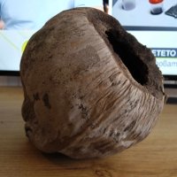 голям кралски кокосов орех от Шри Ланка, снимка 1 - Декорация за дома - 44456678