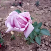 Градински храстовидни рози ,ароматни, снимка 2 - Градински цветя и растения - 33266169