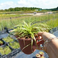 Карекс Евърголд, Carex oshimensis "Evergold", студоустойчива трева!!, снимка 7 - Градински цветя и растения - 42241429