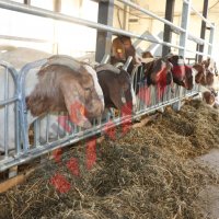Хранителни решетки със заключващ механизъм за овце и кози, снимка 4 - За селскостопански - 34655140