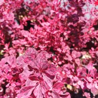 Берберис Розова Кралица / Berberis Pink queen, снимка 4 - Градински цветя и растения - 41600038