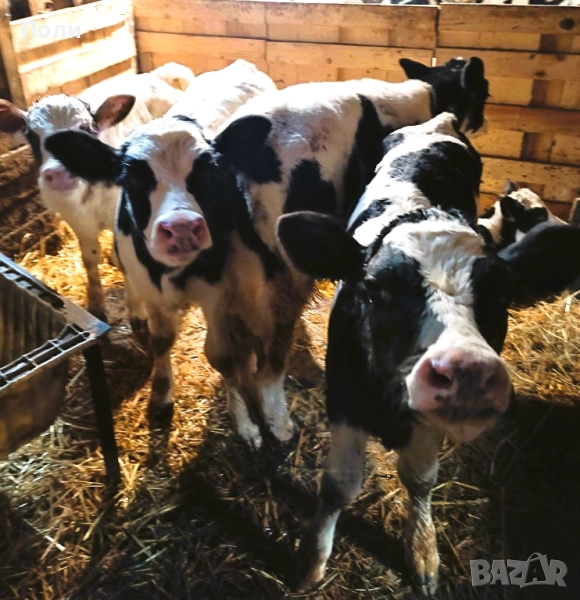 Прясно ТЕЛЕШКО месо!!!, снимка 1