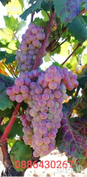 Грозде сорт Червен мискет , снимка 1