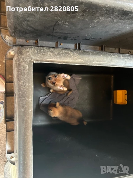 Мини пинчери, снимка 1