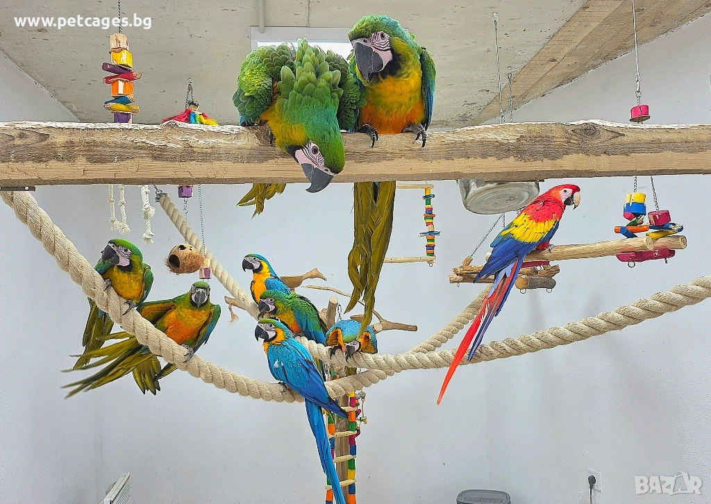 Ара Милиголд - Бебета, снимка 1