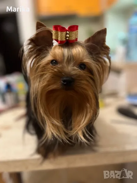 Мини йоркширски териер за разплод, снимка 1
