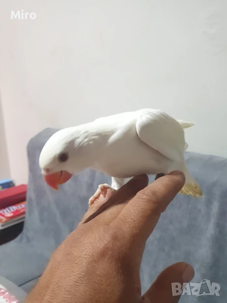 Малък Александър! , снимка 1