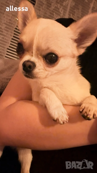 Мъжко мини чихуахуа търси дама, снимка 1