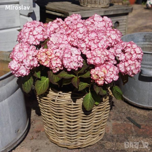 Хортензия Мис Саори, снимка 1