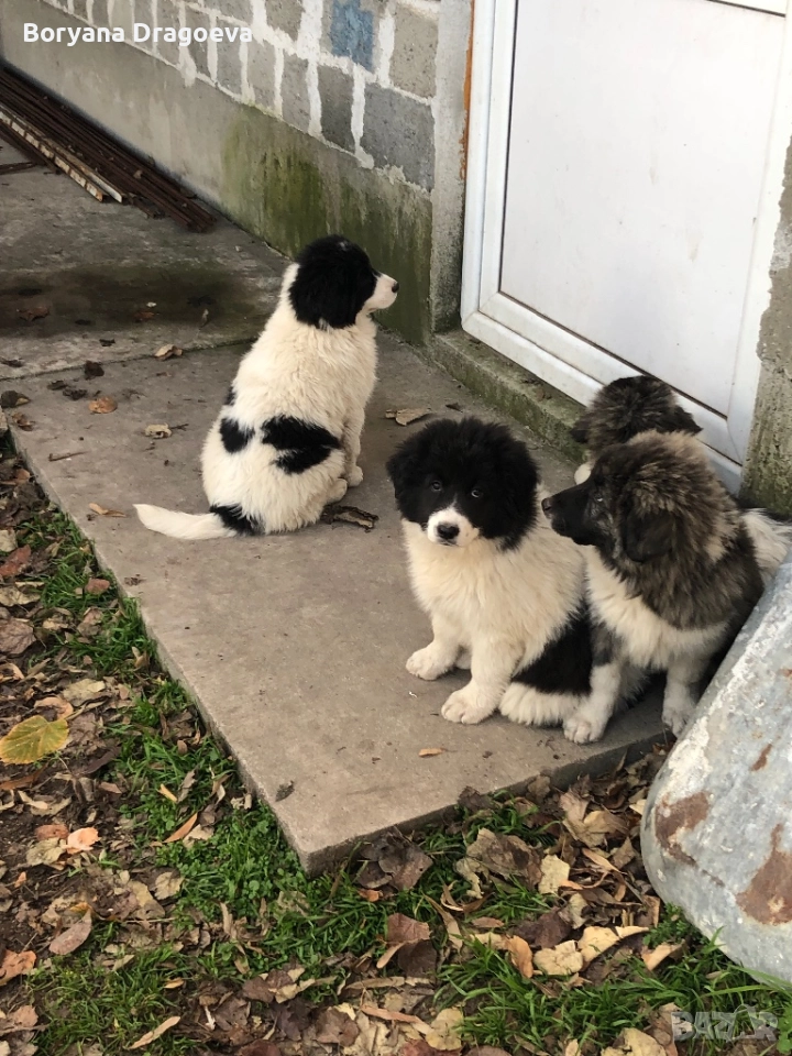 Каракачани, снимка 1