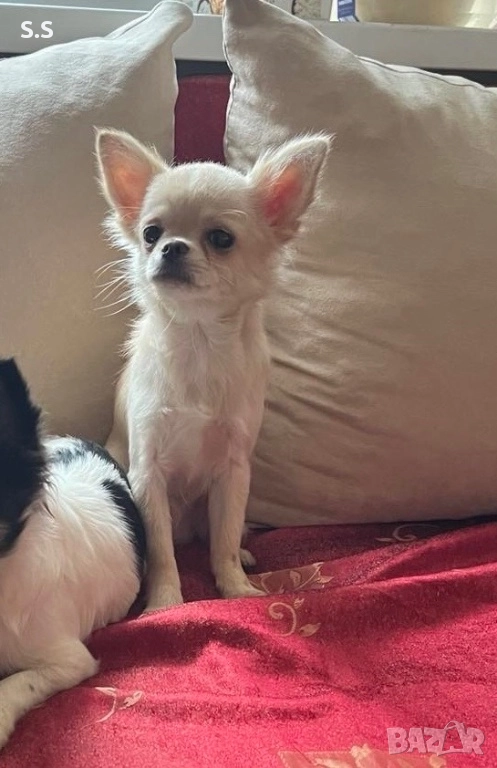 Мини чихуахуа, снимка 1