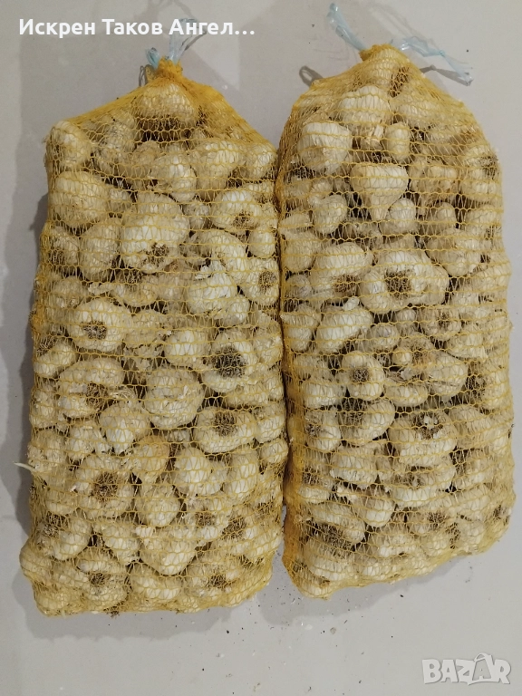 Български сорт чесън национал, снимка 1