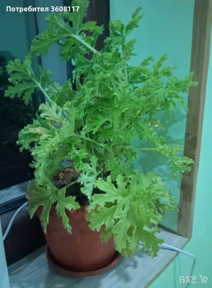 Индрише, снимка 1