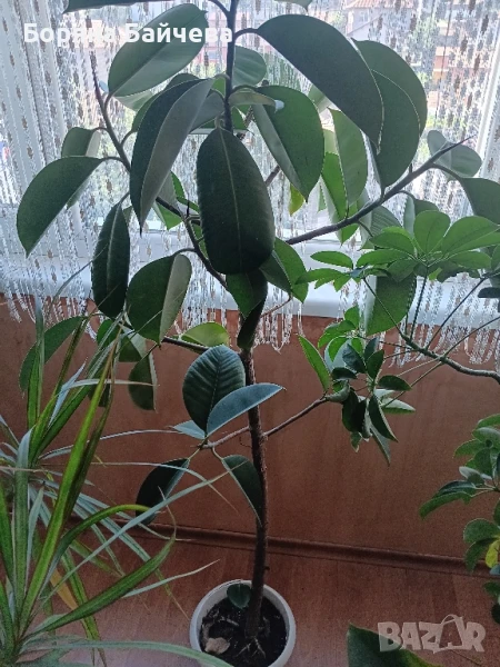 Продавам фикус, снимка 1