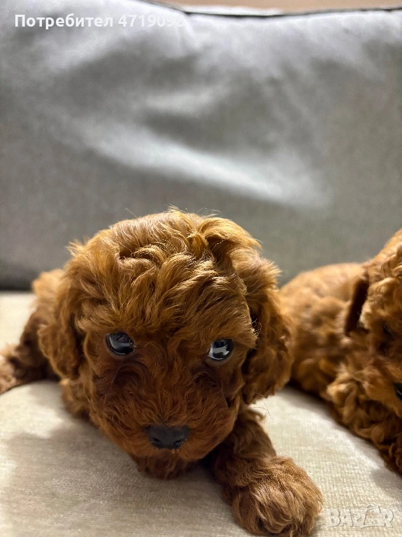 Той Пуделчета, снимка 1