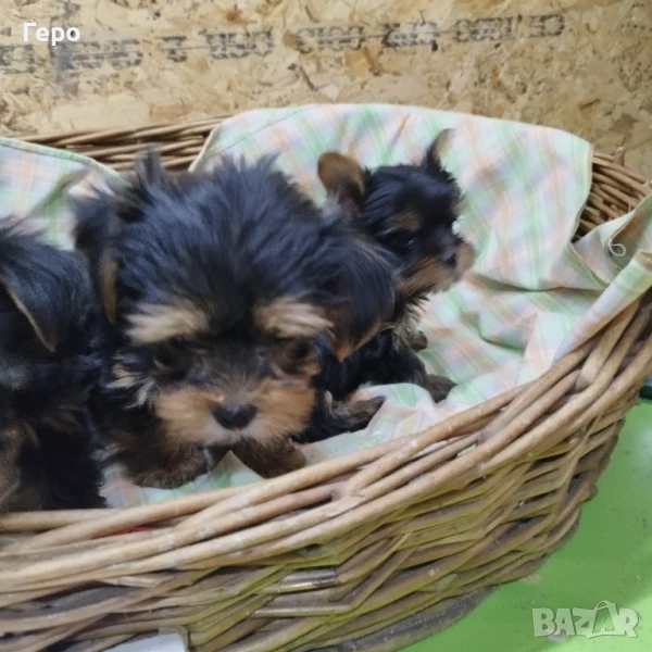 йоркширски териери промоция , снимка 1