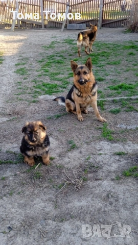 Чистокръвнa женска немскa овчаркa на 2 месеца 300 евро, снимка 7 - Немска овчарка - 53839044