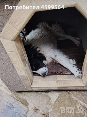 Луксозна кучешка колиба – комфорт и стил за вашия любимец!