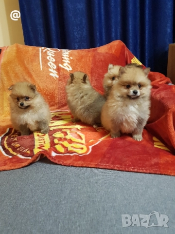Померан померанчета Гр София снимки от днес 05.12.2025г, снимка 5 - Померан - 52665950