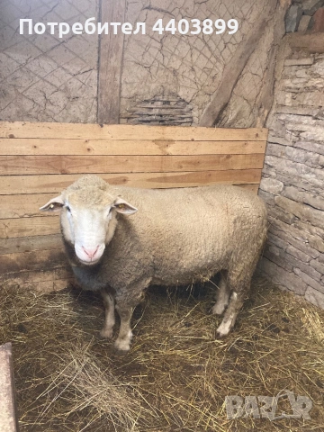 Овен Ил Дьо Франс, снимка 4 - Овце - 53617904