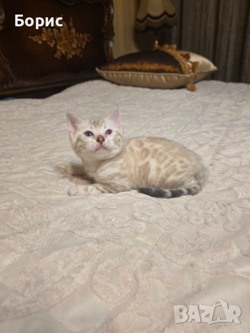 Бенгалско коте, снимка 5 - Бенгалски - 40146006