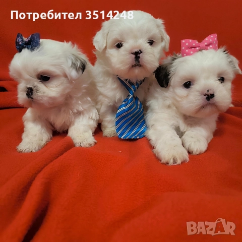 Ши тцу , снимка 2 - Ши Тцу - 52711665